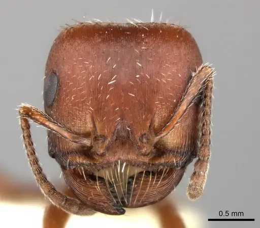 Pogonomyrmex desertorum - CASENT0235311