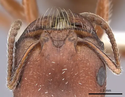 Pogonomyrmex desertorum - CASENT0235311