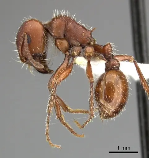 Pogonomyrmex desertorum - CASENT0235311