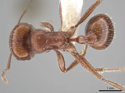 Pogonomyrmex desertorum - CASENT0619951