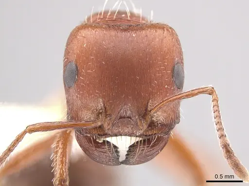 Pogonomyrmex desertorum - CASENT0619951