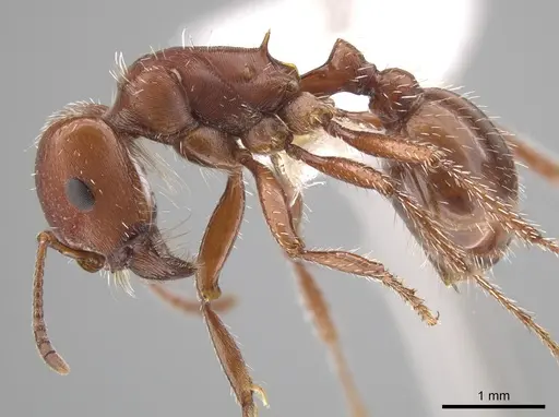 Pogonomyrmex desertorum - CASENT0619951