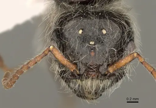 Pogonomyrmex desertorum - CASENT0863106