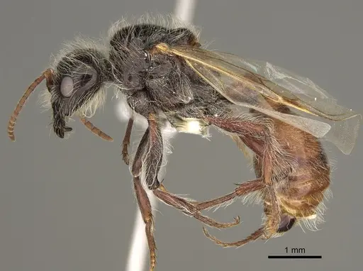 Pogonomyrmex desertorum - CASENT0863106