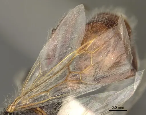 Pogonomyrmex desertorum - CASENT0863106