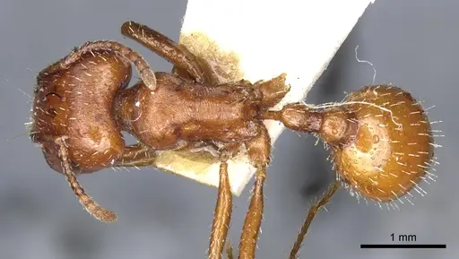 Pogonomyrmex desertorum - CASENT0904113