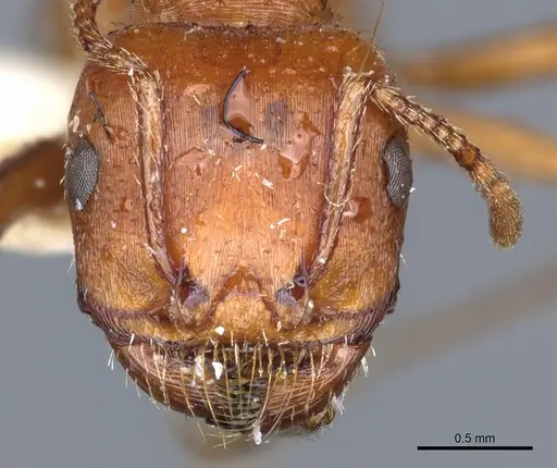 Pogonomyrmex desertorum - CASENT0904113