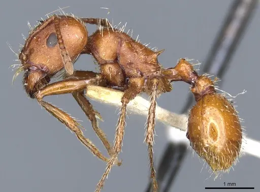 Pogonomyrmex desertorum - CASENT0904113