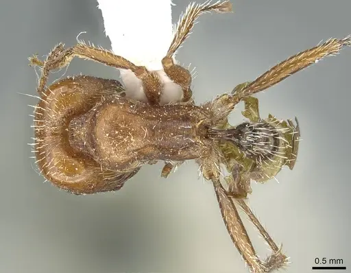 Pogonomyrmex desertorum - CASENT0914455