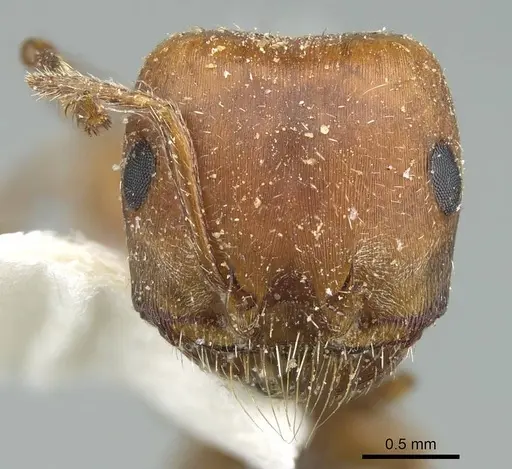 Pogonomyrmex desertorum - CASENT0914455