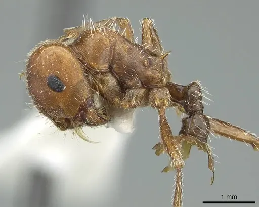 Pogonomyrmex desertorum - CASENT0914455