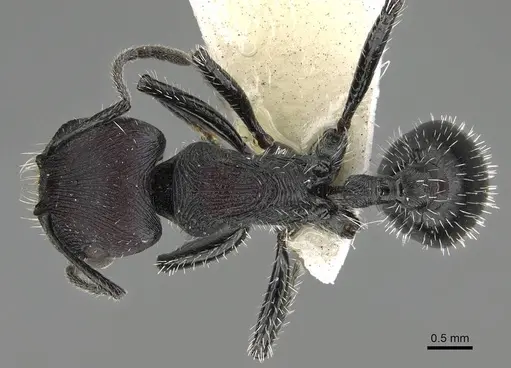 Pogonomyrmex excelsior specimen
