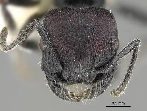 Pogonomyrmex excelsior specimen