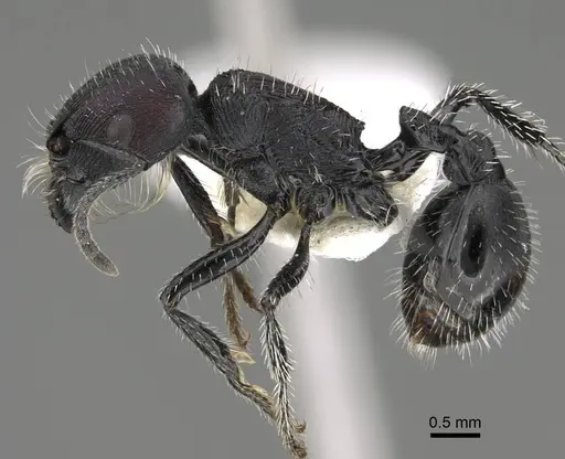 Pogonomyrmex excelsior specimen