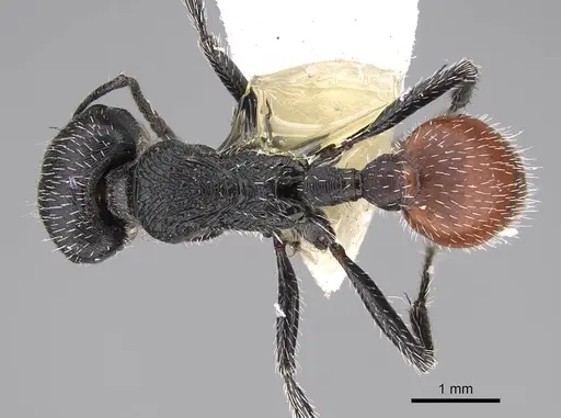 Pogonomyrmex forelii specimen