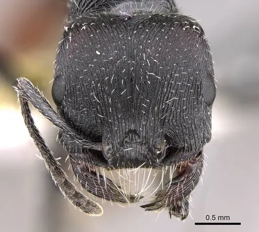Pogonomyrmex forelii specimen