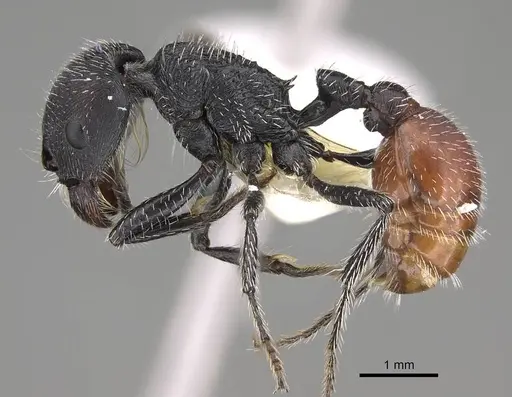 Pogonomyrmex forelii specimen