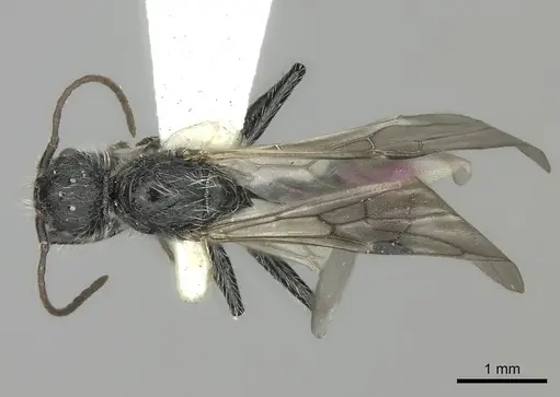 Pogonomyrmex granulatus specimen