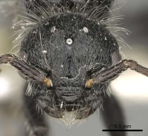 Pogonomyrmex granulatus specimen