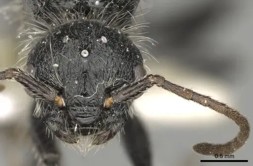 Pogonomyrmex granulatus specimen