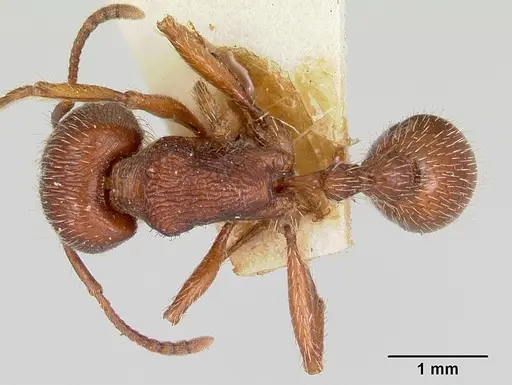 Pogonomyrmex guatemaltecus specimen
