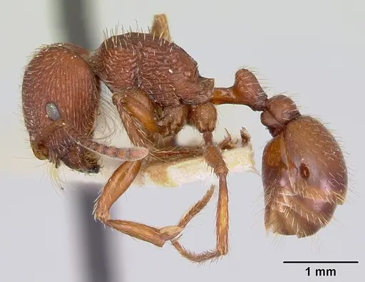 Pogonomyrmex guatemaltecus specimen