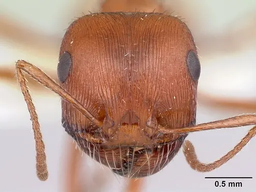 Pogonomyrmex hoelldobleri specimen