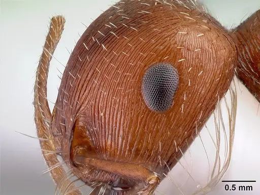 Pogonomyrmex hoelldobleri specimen