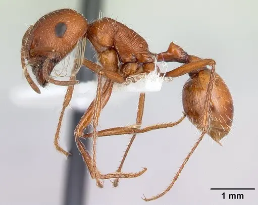 Pogonomyrmex hoelldobleri - CASENT0217267