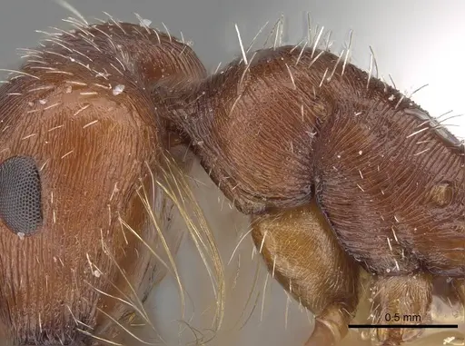 Pogonomyrmex hoelldobleri - CASENT0914100