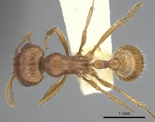 Pogonomyrmex hoelldobleri - LACMENT268586