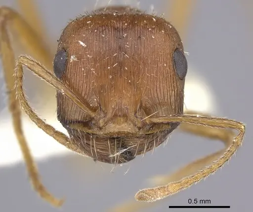 Pogonomyrmex hoelldobleri - LACMENT268586