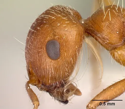 Pogonomyrmex hoelldobleri - LACMENT268586