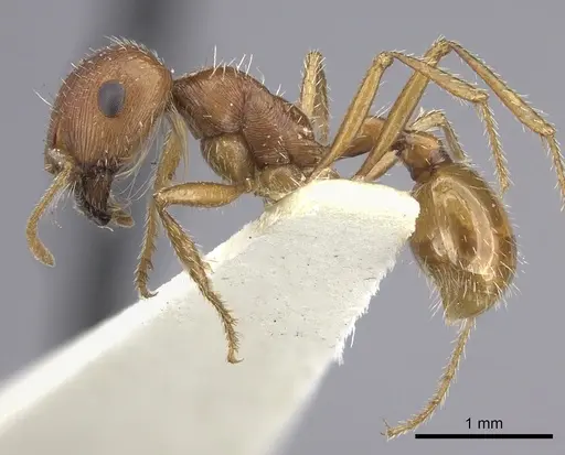 Pogonomyrmex hoelldobleri - LACMENT268586