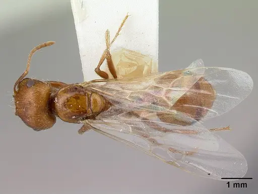 Pogonomyrmex hoelldobleri - LACMENT268717