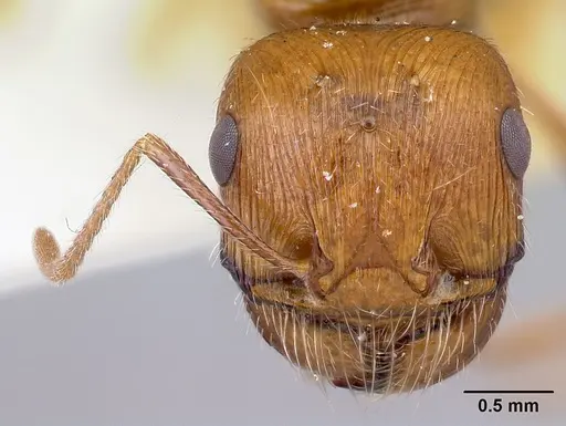 Pogonomyrmex hoelldobleri - LACMENT268717