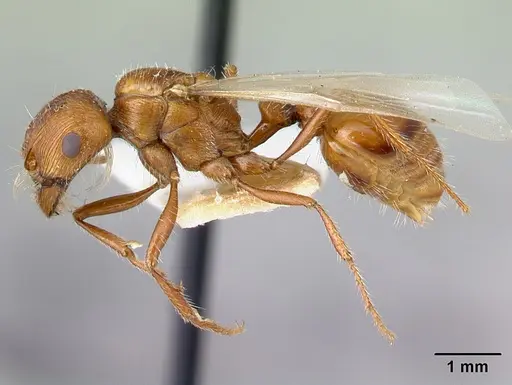 Pogonomyrmex hoelldobleri - LACMENT268717