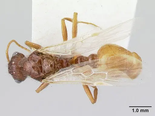 Pogonomyrmex hoelldobleri - LACMENT268736