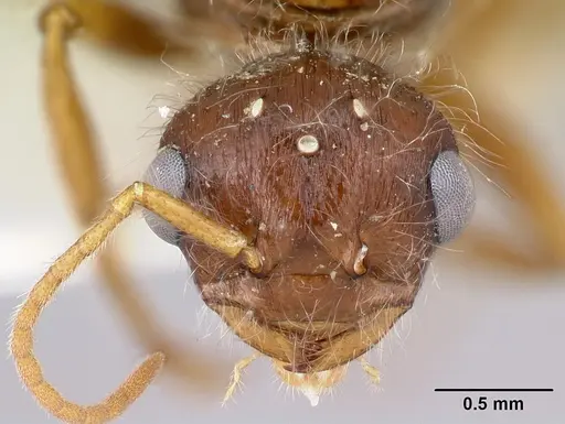 Pogonomyrmex hoelldobleri - LACMENT268736