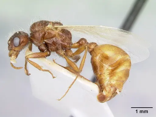 Pogonomyrmex hoelldobleri - LACMENT268736