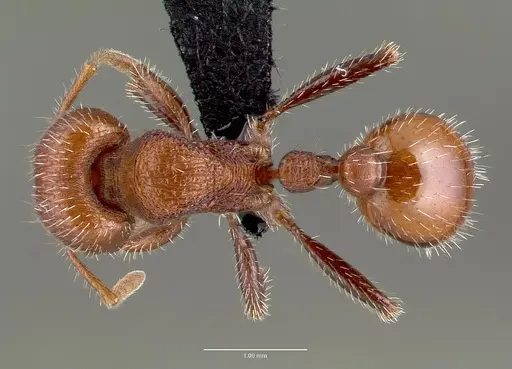 Pogonomyrmex huachucanus specimen