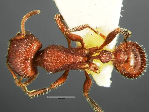 Pogonomyrmex huachucanus - CASENT0105655