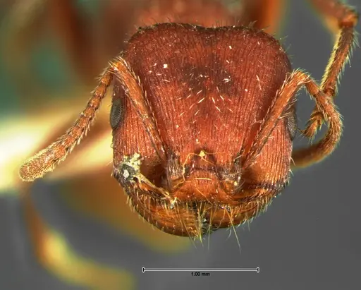 Pogonomyrmex huachucanus - CASENT0105655