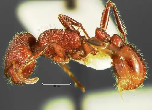 Pogonomyrmex huachucanus - CASENT0105655