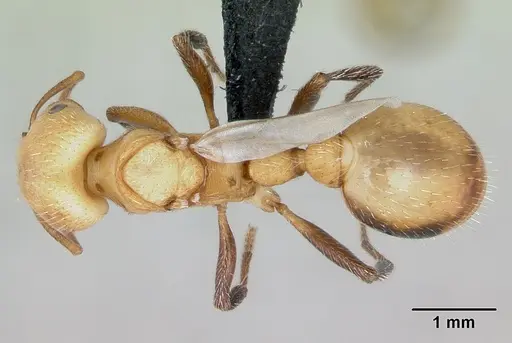 Pogonomyrmex huachucanus - CASENT0173111