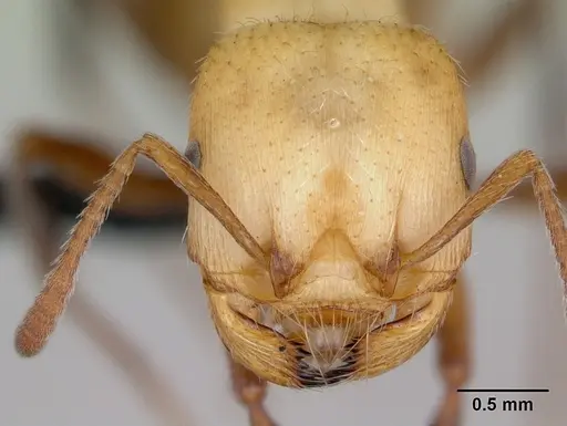 Pogonomyrmex huachucanus - CASENT0173111