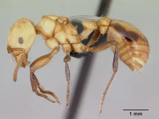 Pogonomyrmex huachucanus - CASENT0173111