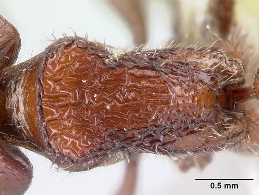 Pogonomyrmex humerotumidus specimen