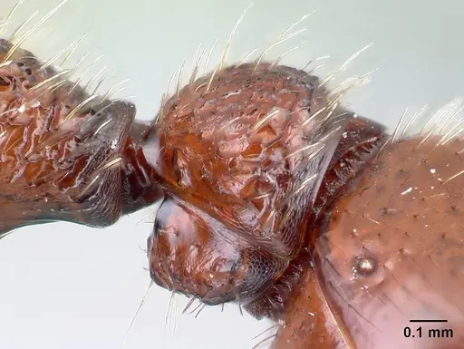 Pogonomyrmex humerotumidus - CASENT0217272