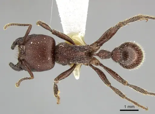 Pogonomyrmex humerotumidus - CASENT0235316